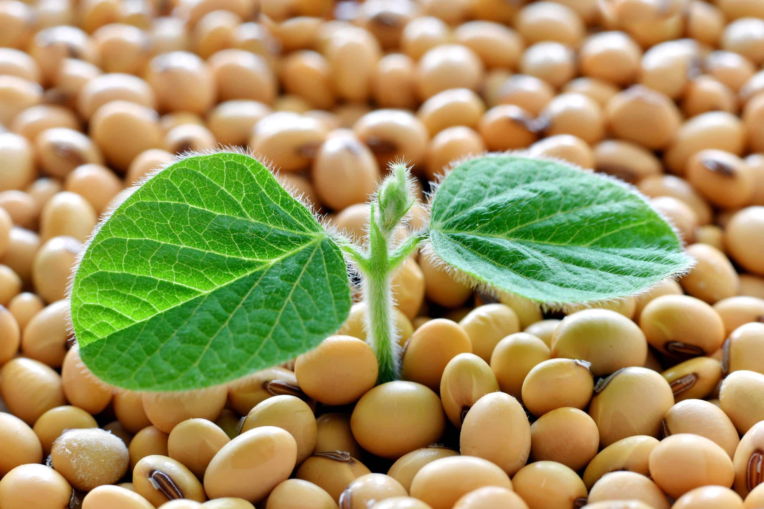 Quelle méthode pour faire germer des graines de lentilles et les intégrer dans des salades?